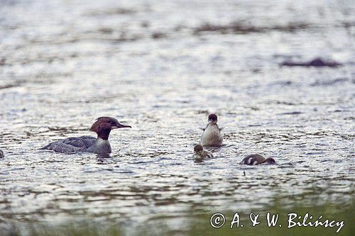 tracz nurogęś Mergus merganser, samica z pisklętami