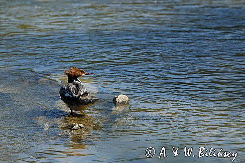 Tracz nurogęś Goosander. Mergus merganser. fot A&W Bilińscy bank zdjęć fotografia przyrodnicza