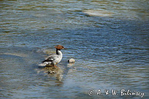 tracz nurogęś Mergus merganser, samica