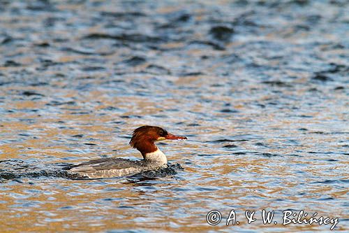 tracz nurogęś Mergus merganser, samica