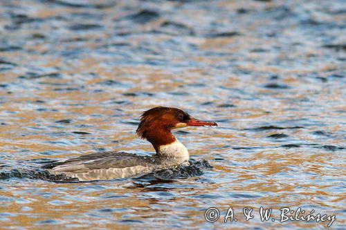 tracz nurogęś Mergus merganser, samica