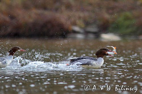 tracz nurogęś Mergus merganser, samica z upolowaną rybką