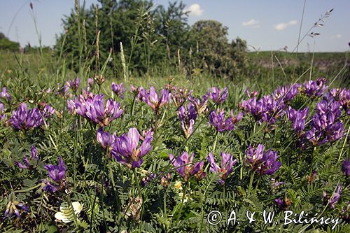 traganek duński Astragalus danicus Ponidzie rezerwat stepowy 'Skorocice'