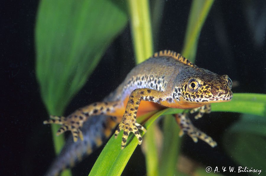 traszka górska, samiec, Triturus alpestris