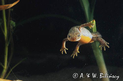 traszka górska, samica, Triturus alpestris