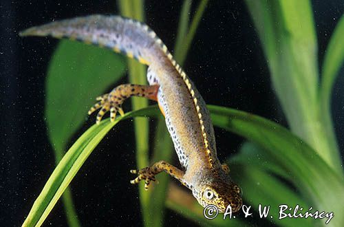 Traszka górska Triturus alpestris syn. Mesotriton alpestris samiec