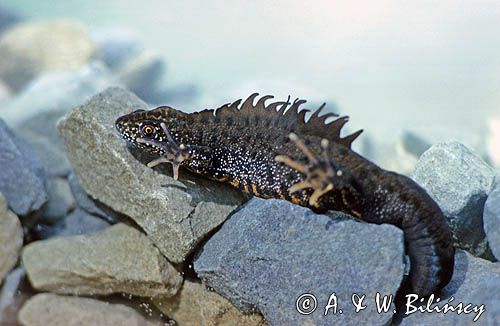 traszka grzebieniasta samiec, Triturus cristatus