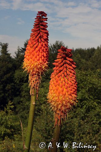 Trytoma, Tritome, Kniphofia, 'Alcazar'