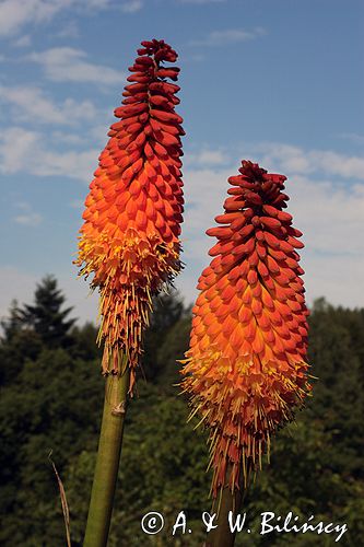 Trytoma, Tritome, Kniphofia, 'Alcazar'