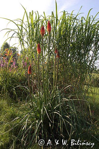 Trytoma, Tritome, Kniphofia, 'Alcazar'