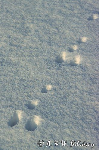 tropy zająca, Lepus europaeus europaeus