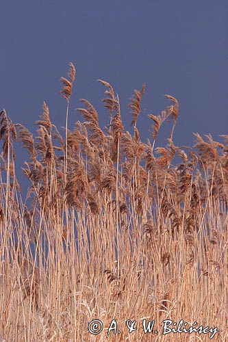 Trzcina pospolita Phragmites australis) Phragmites communes