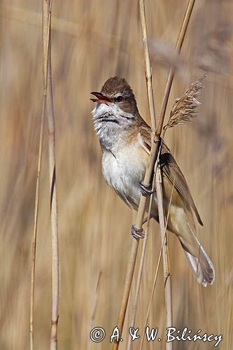 śpiewający samiec trzciniaka, Acrocephalus arundinaceus, w trzcinach