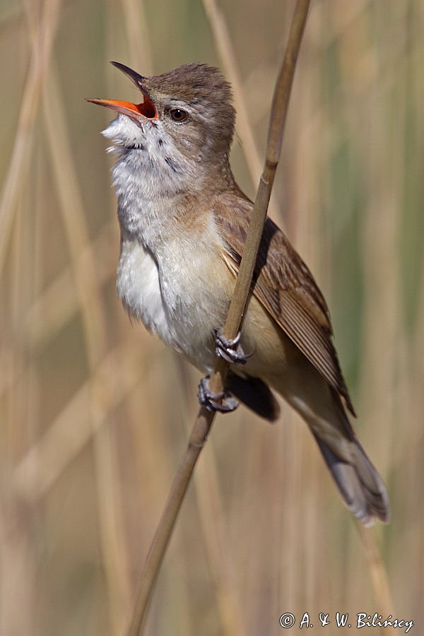 śpiewający samiec trzciniaka, Acrocephalus arundinaceus, w trzcinach