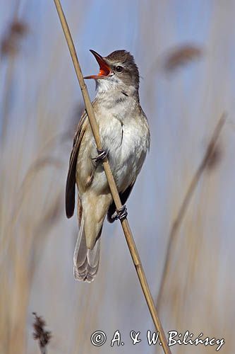 śpiewający samiec trzciniaka, Acrocephalus arundinaceus, w trzcinach