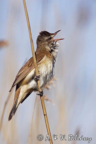 śpiewający samiec trzciniaka, Acrocephalus arundinaceus, w trzcinach