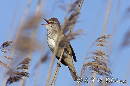 śpiewający samiec trzciniaka, Acrocephalus arundinaceus, w trzcinach