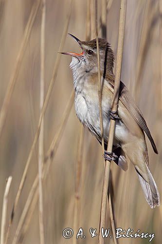 śpiewający samiec trzciniaka, Acrocephalus arundinaceus, w trzcinach