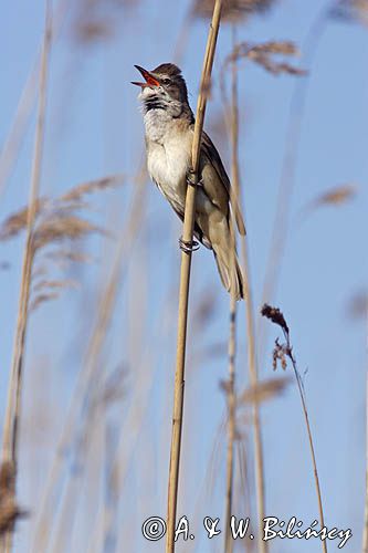 śpiewający samiec trzciniaka, Acrocephalus arundinaceus, w trzcinach