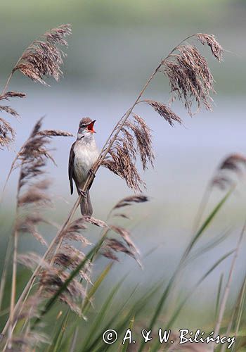 trzciniak zwyczajny, Acrocephalus arundinaceus, na jeziorze Drużno