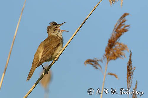 trzciniak zwyczajny, Acrocephalus arundinaceus