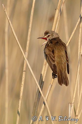 trzciniak zwyczajny, Acrocephalus arundinaceus