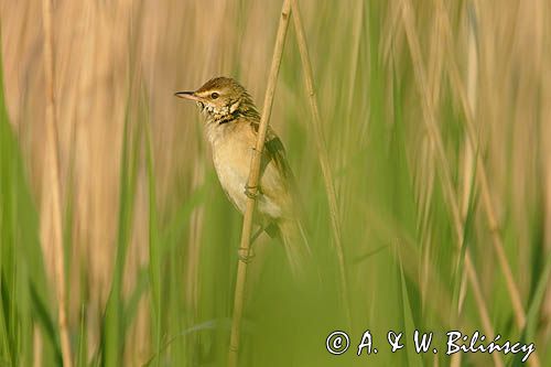 trzciniak zwyczajny, Acrocephalus arundinaceus