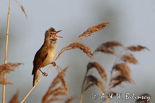 trzciniak zwyczajny, Acrocephalus arundinaceus