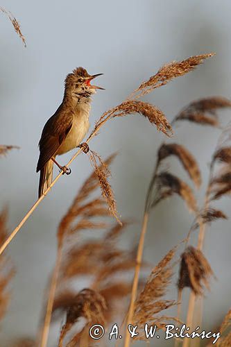 trzciniak zwyczajny, Acrocephalus arundinaceus