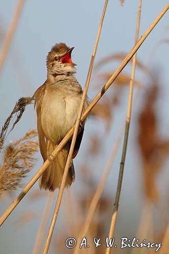 trzciniak zwyczajny, Acrocephalus arundinaceus