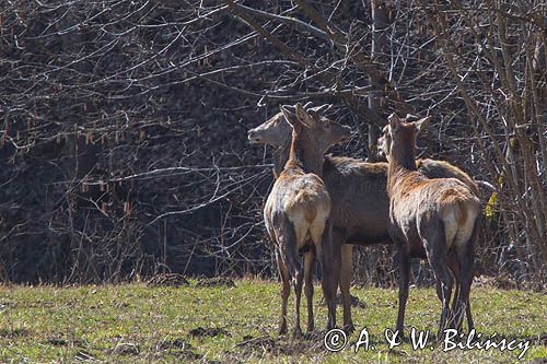 jeleń szlachetny, europejski, Cervus elaphus elaphus jeleń karpacki