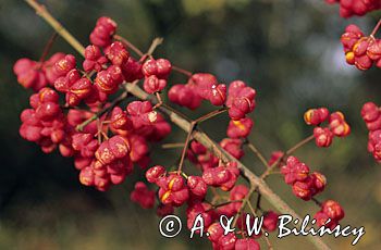Trzmielina owoce Euonymus europaeus trzmielina zwyczajna) ,