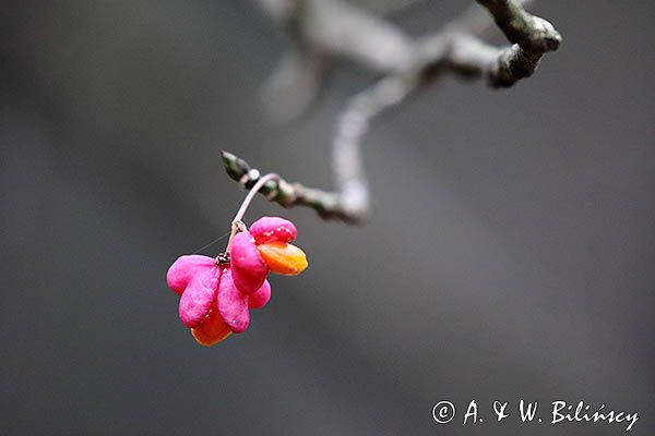 Trzmielina pospolita, zwyczajna, Euonymus europaeus, owoce