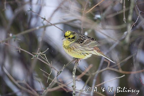Trznadel Emberiza citrinella)