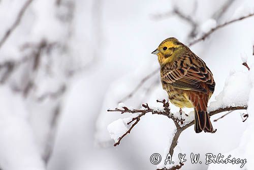 Trznadel, Emberiza citrinella