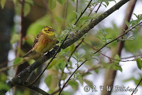Trznadel, Emberiza citrinella