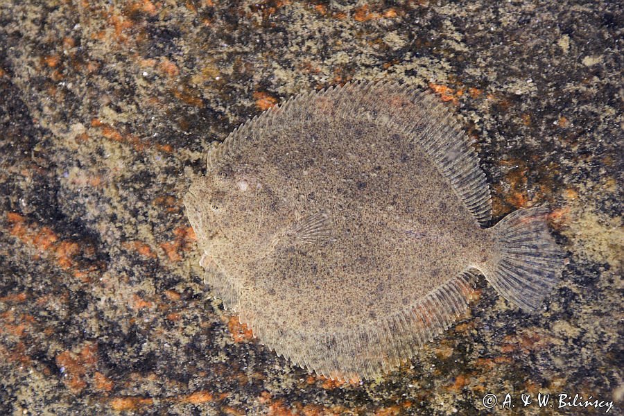 Skarp, Turbot, Psetta maxima, Scophthalamus maximus, Pleuronectes maximus, Szkiery Szwedzkie, Szwecja