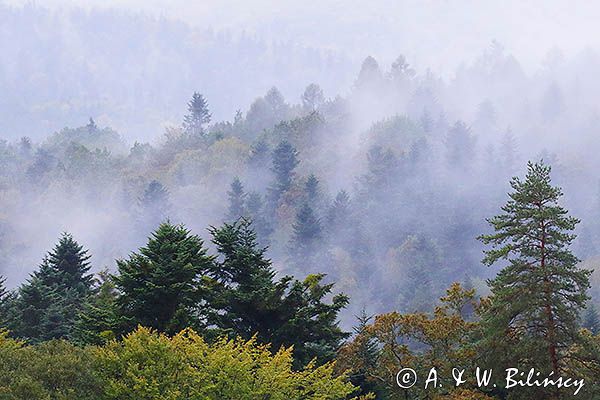 Mgły, projektowany Turnicki Park Narodowy