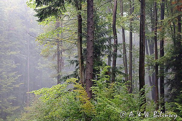 Las, projektowany Turnicki Park Narodowy