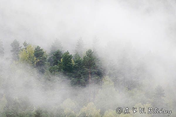 Las we mgle, projektowany Turnicki Park Narodowy