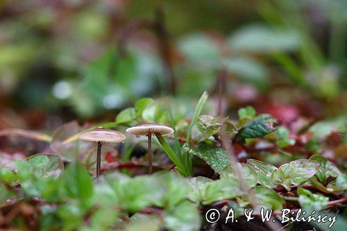 Twardzioszek czosnaczek, Mycetinis scorodonius, buczyna, Bieszczady