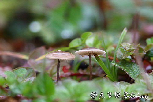 Twardzioszek czosnaczek, Mycetinis scorodonius, buczyna, Bieszczady