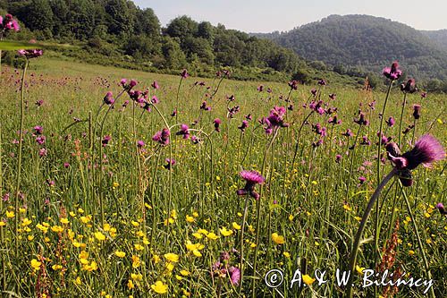 tereny opuszczonej wsi Tworylne, Park Karjobrazowy Doliny Sanu, Bieszczady