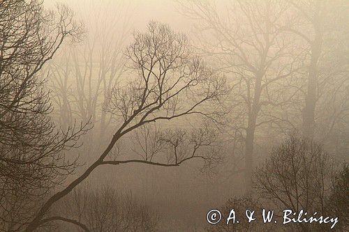 poranne mgły na Tworylnem pod Otrytem, Park Krajobrazowy Doliny Sanu, Bieszczady