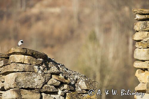 ruiny na Tworylnem pod Otrytem, Park Krajobrazowy Doliny Sanu, Bieszczady, pliszka siwa Motacilla alba
