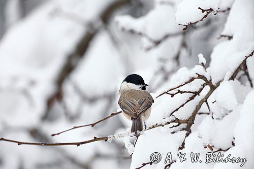 Sikora uboga, szarytka, Poecile palustris