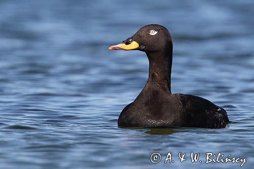 Uhla, samiec velvet duck, Melanitta fusca fot A&W Bilińscy, bank zdjęć, fotografia przyrodnicza