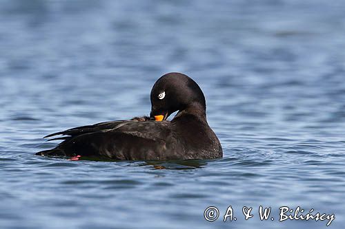 Uhla zwyczajna. Velvet duck fot A&W Bilińscy bank zdjęć, fotografia przyrodnicza