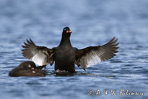 Uhla zwyczajna, Melanitta fusca, velvet scoter, fot A&W Bilińscy