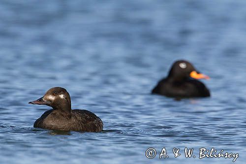 Para uhli, Melanitta fusca, velvet scoter female phot A&W Bilińscy bank zdjęć, fotografia przyrodnicza